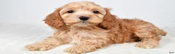Cockapoo dogs for sale: Carl - Ad 8