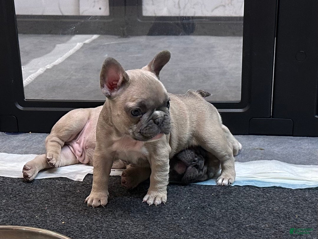 French Bulldog dogs for sale: Princess - Ad 1