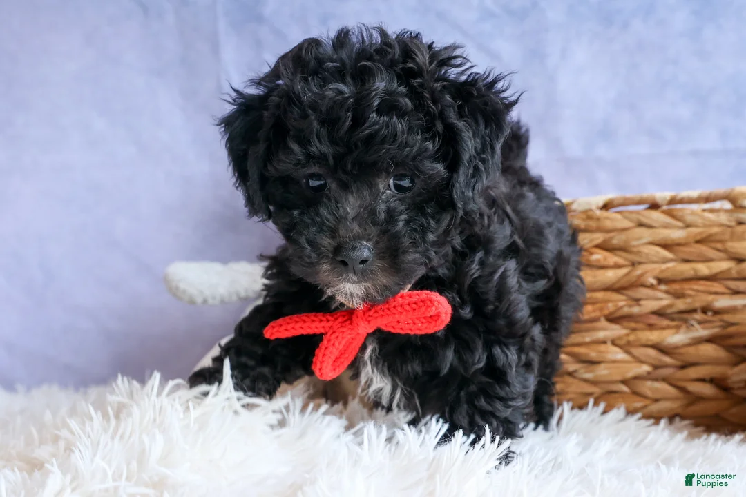Bichpoo dogs for sale: NOEL - Ad 14