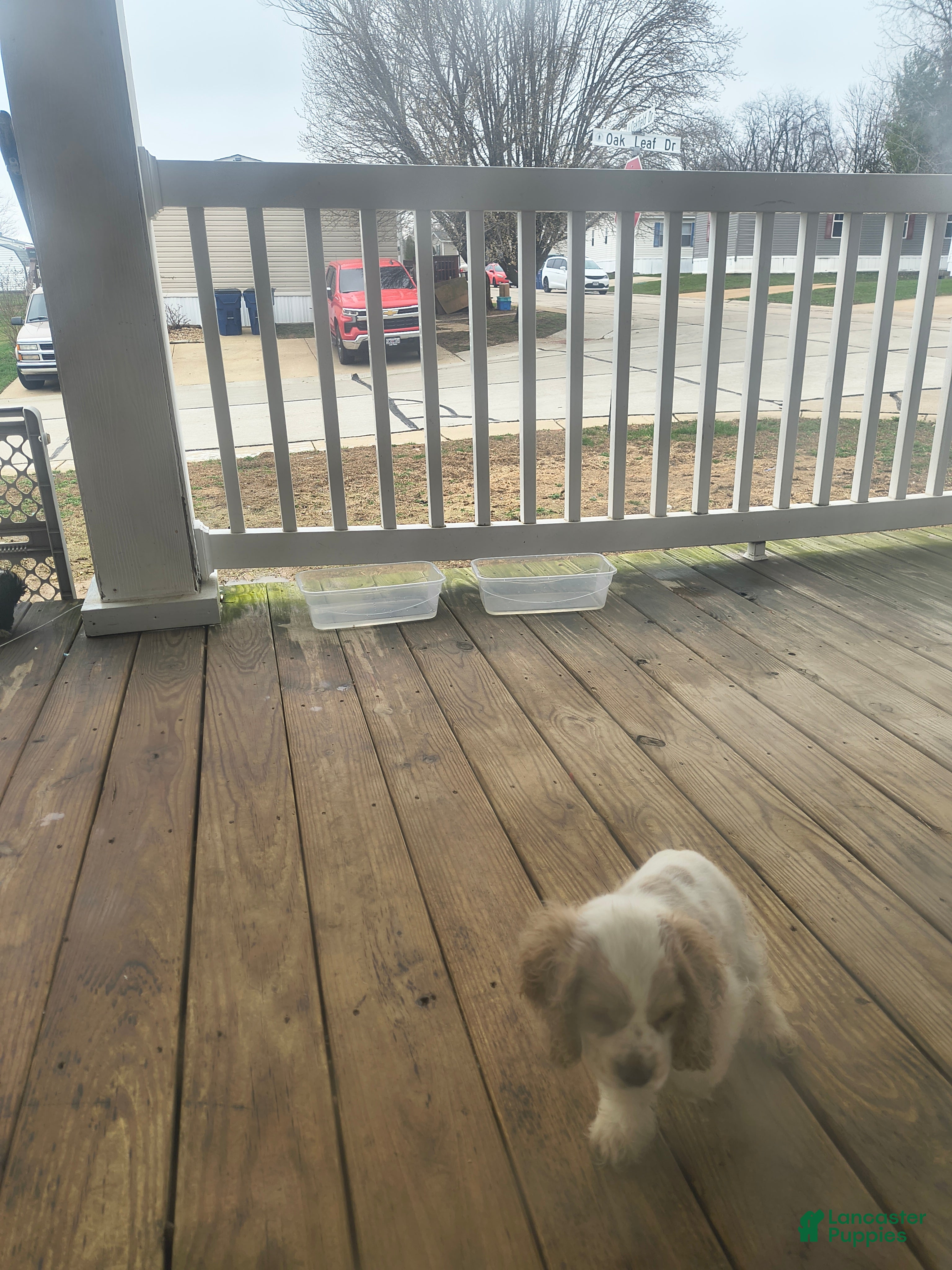 Cocker Spaniel dogs Cocker Spaniel Puppy 1 - Ad 1