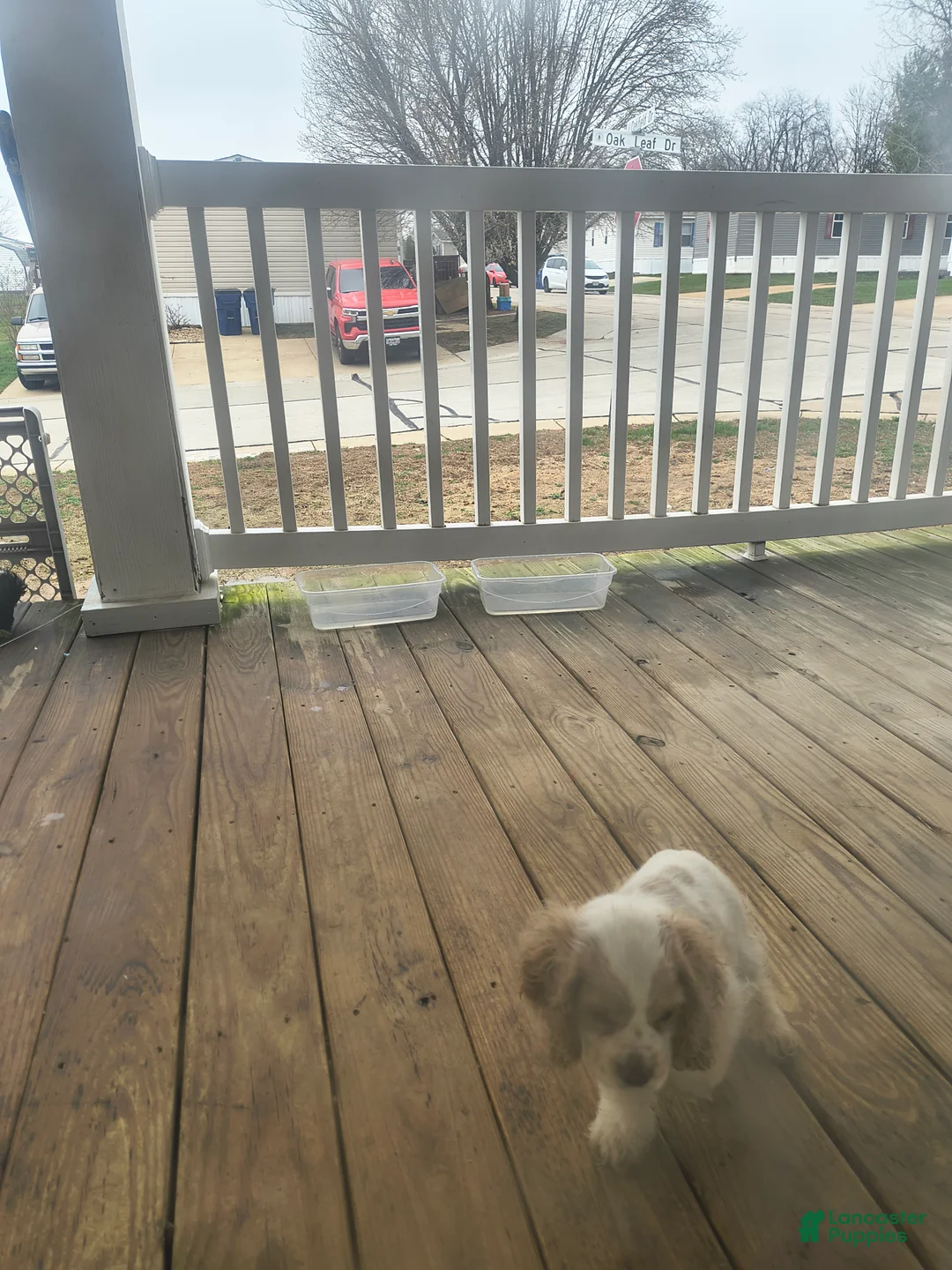 Cocker Spaniel dogs for sale: Cocker Spaniel Puppy 1 - Ad 1