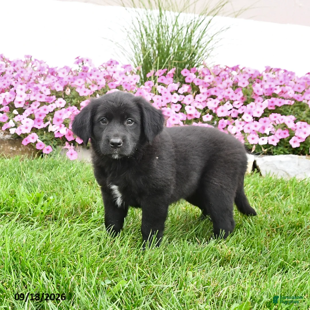 Mixed Breed dogs for sale: Bonnie - Ad 2