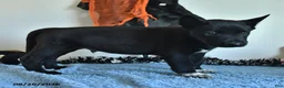 Belgian Malinois dogs for sale: Draco - Ad 9