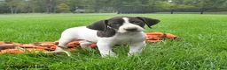 German Shorthaired Pointer dogs for sale: Spartin  - Ad 2