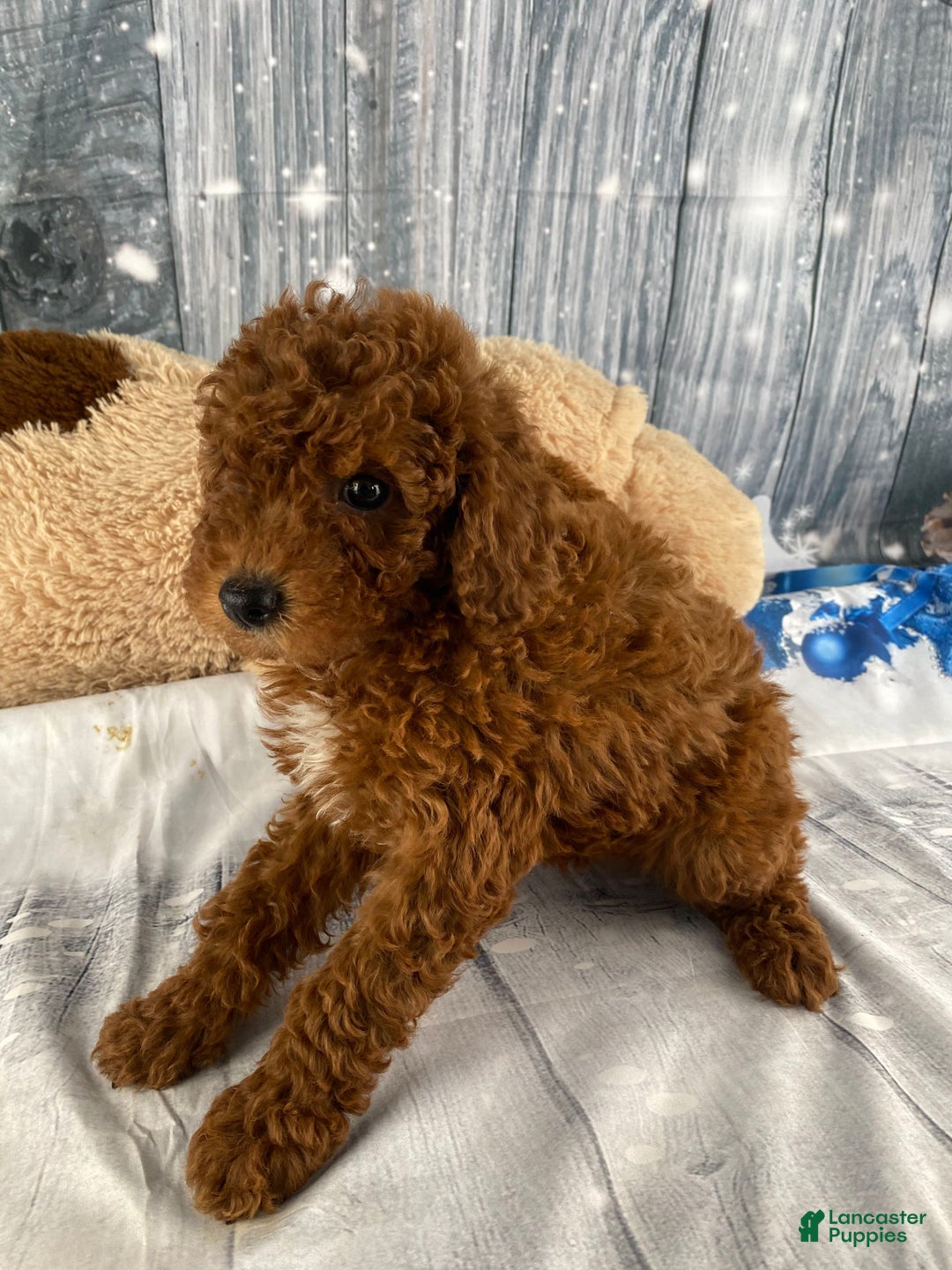 Miniature Poodle dogs for sale: Winnie - Ad 7