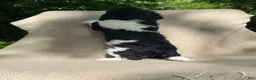 Mixed Breed dogs for sale: Scone - Ad 14