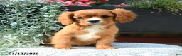 Cavalier King Charles Spaniel dogs for sale: Jackie - Ad 1