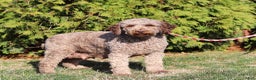 Lagotto Romagnolo dogs for sale: Mia - Ad 5