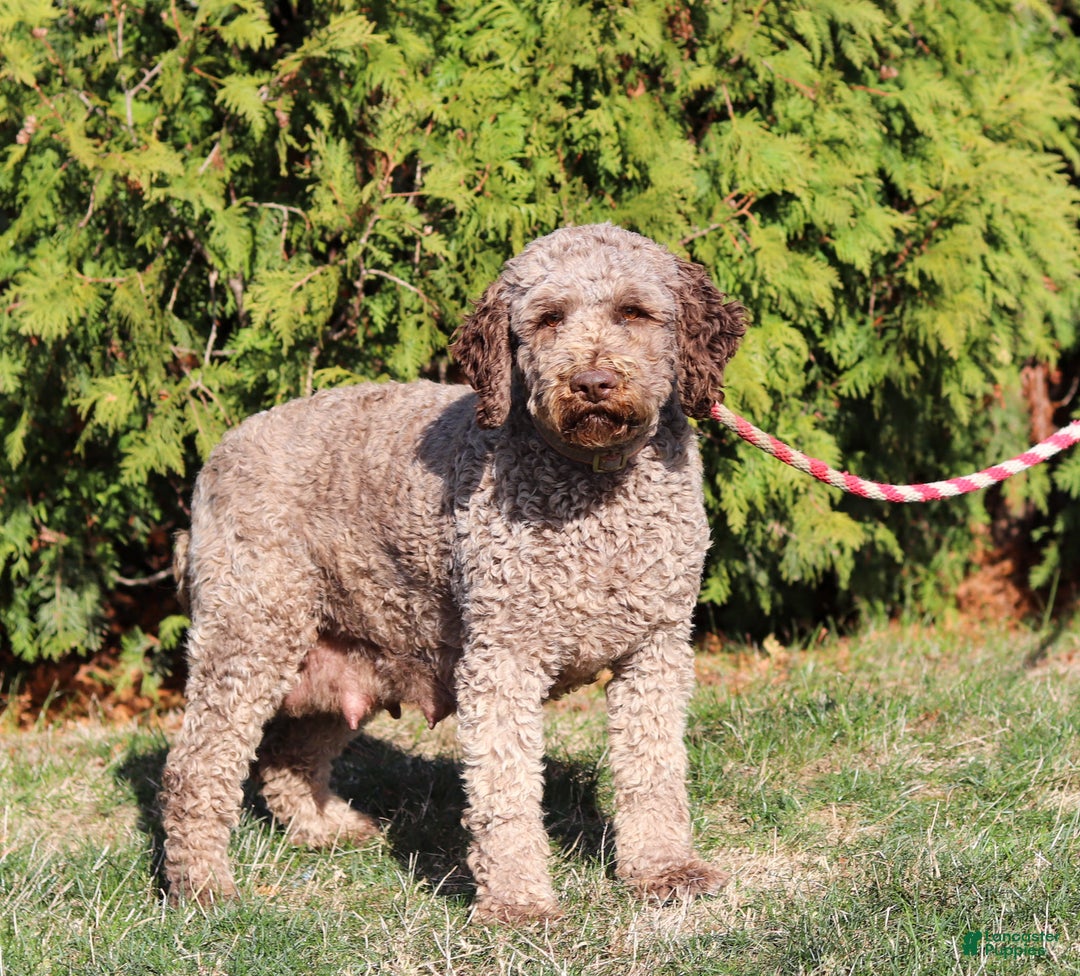 Lagotto Romagnolo dogs for sale: Mia - Ad 5