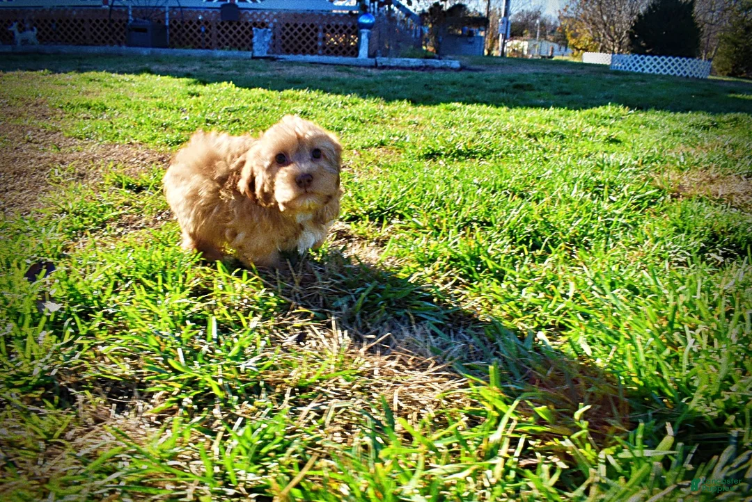 Havapoo dogs for sale: Sunny - Ad 23