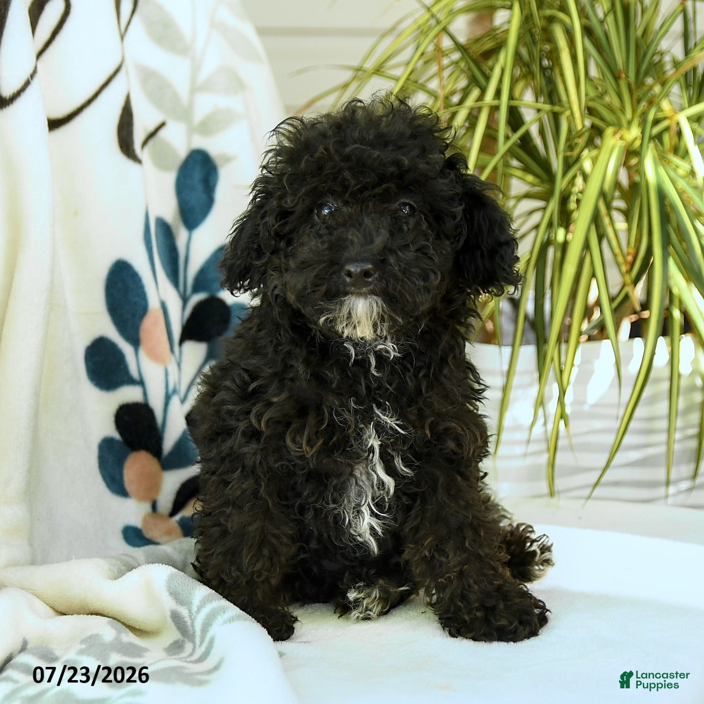 Toy Poodle dogs Quinton - Ad 1