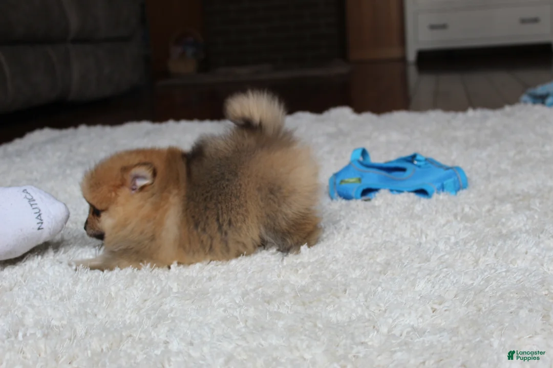 Pomeranian dogs for sale: Kody - Ad 14