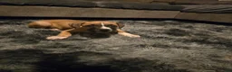 American Pit Bull Terrier dogs for sale: American Pit Bull Terrier 1 - Ad 4