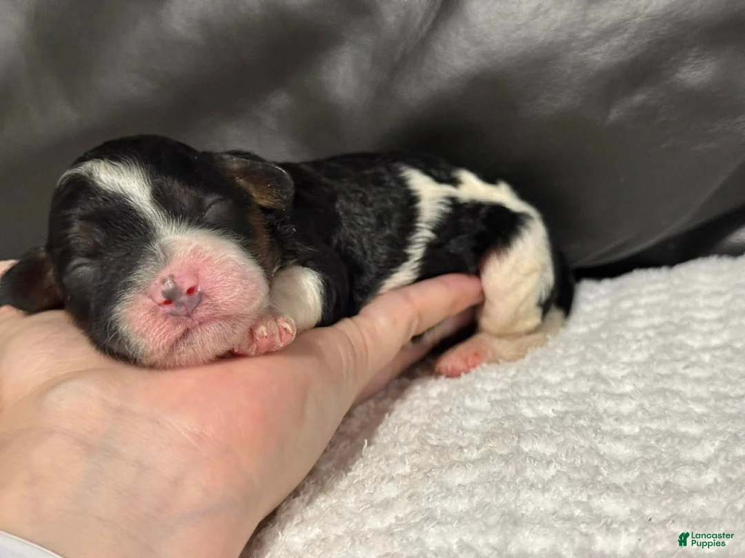 Cavapoo dogs for sale: Maggie - Ad 2