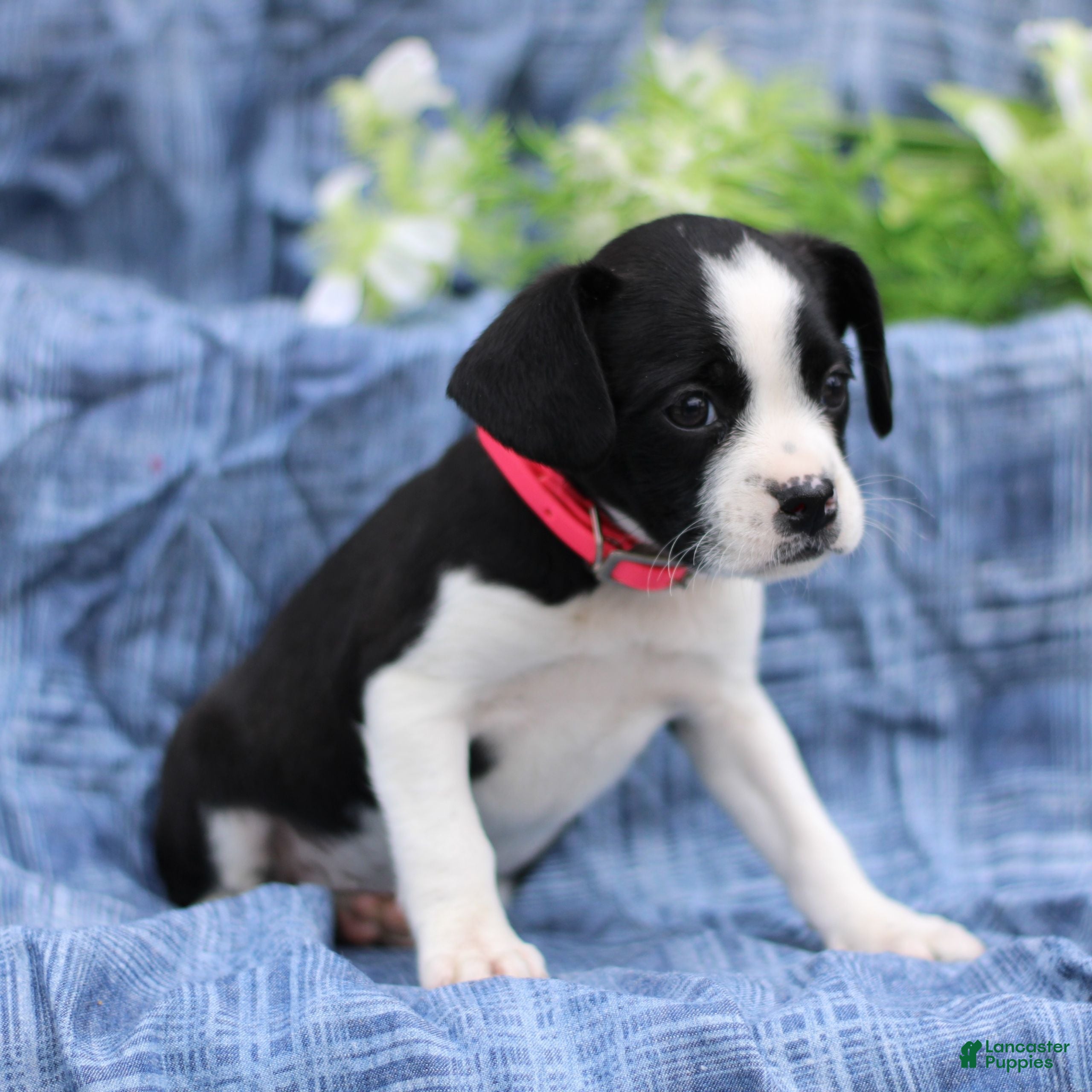 Mixed Breed dogs Karla  - Ad 2