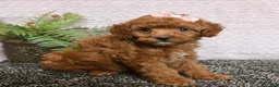 Cockapoo dogs for sale: Rosie - Ad 4
