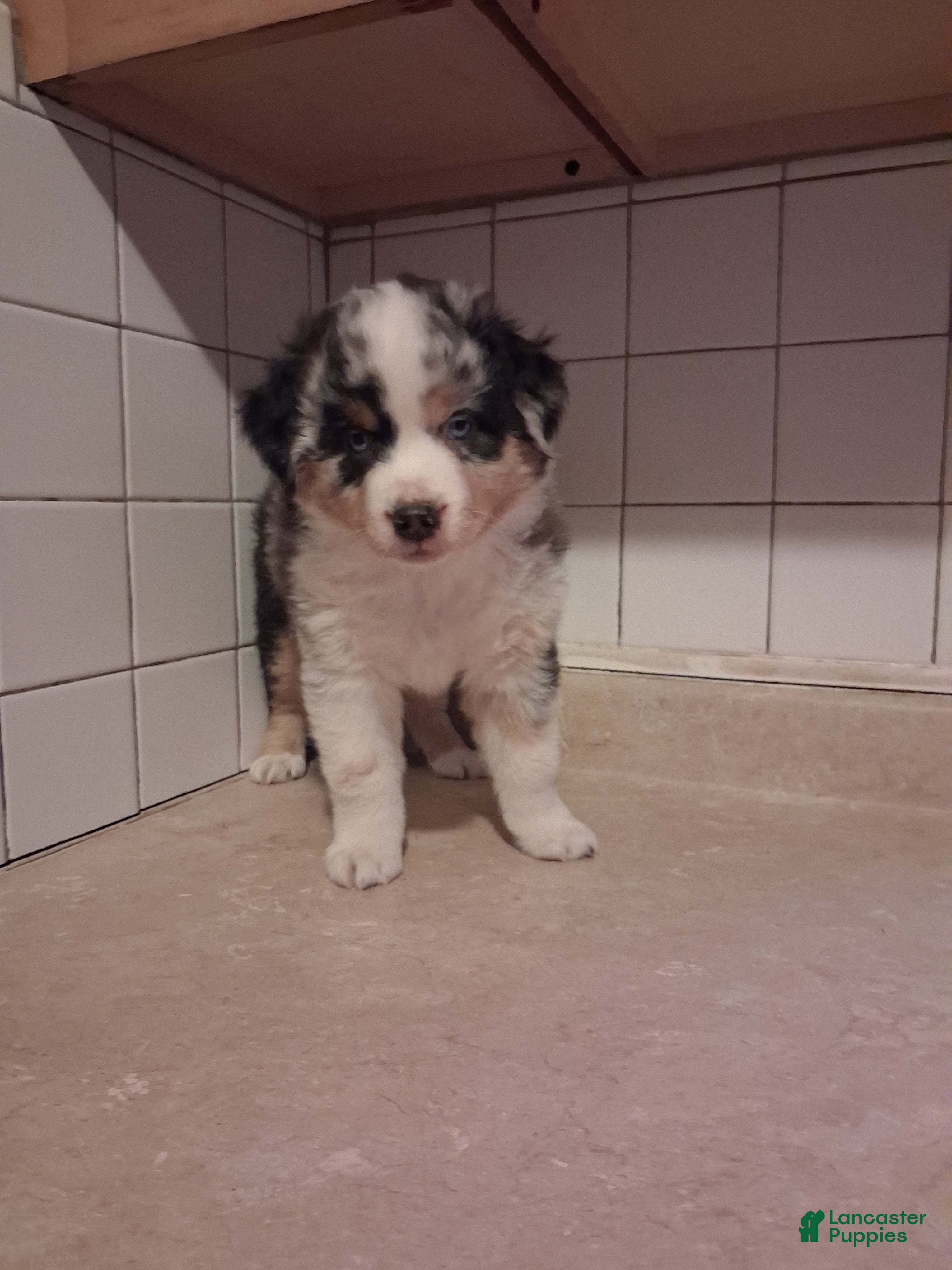 Miniature Australian Shepherd dogs Miniature Australian Shepherd 2 - Ad 2