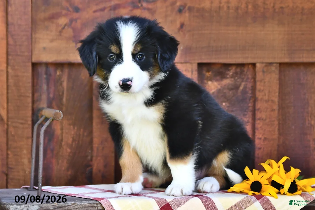 Mixed Breed dogs for sale: Riley - Ad 1