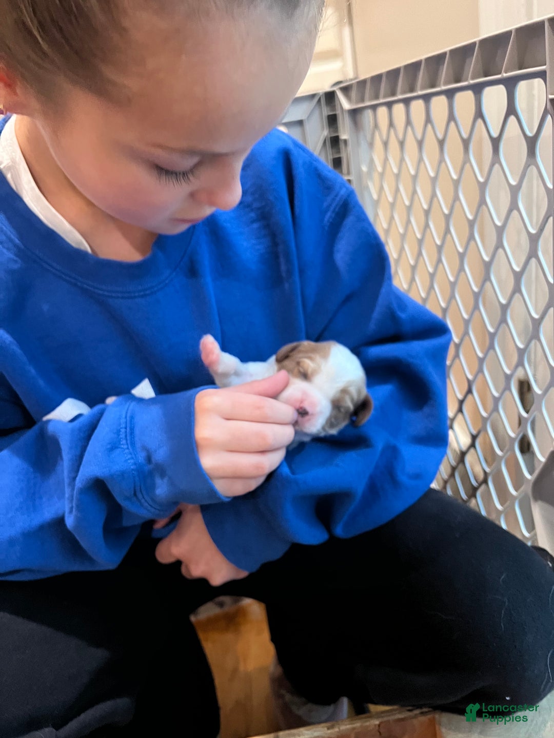 Cavalier King Charles Spaniel dogs for sale: Boy 1 - Ad 3