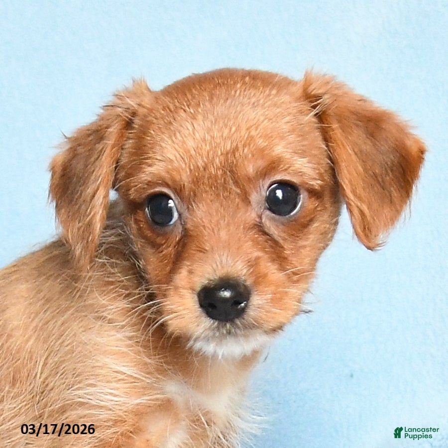 Mixed Breed dogs Patty - Ad 2