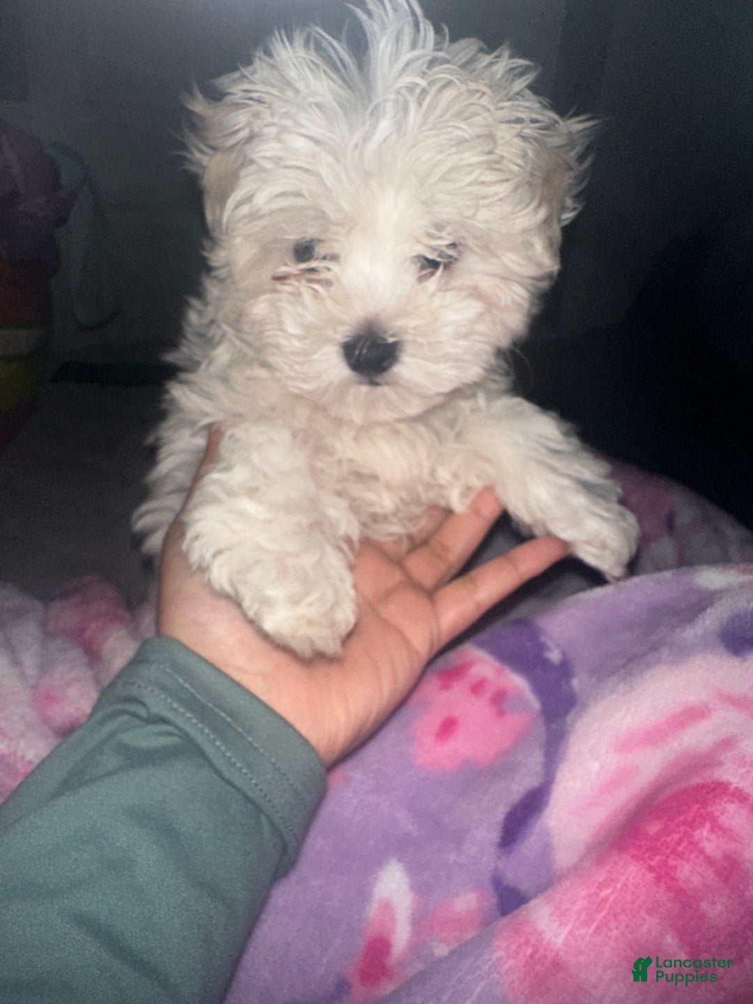 Maltese dogs for sale: Daisy - Ad 7