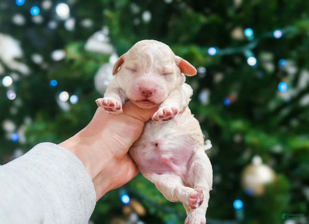 Lagotto Romagnolo dogs for sale: male 2 - Ad 11