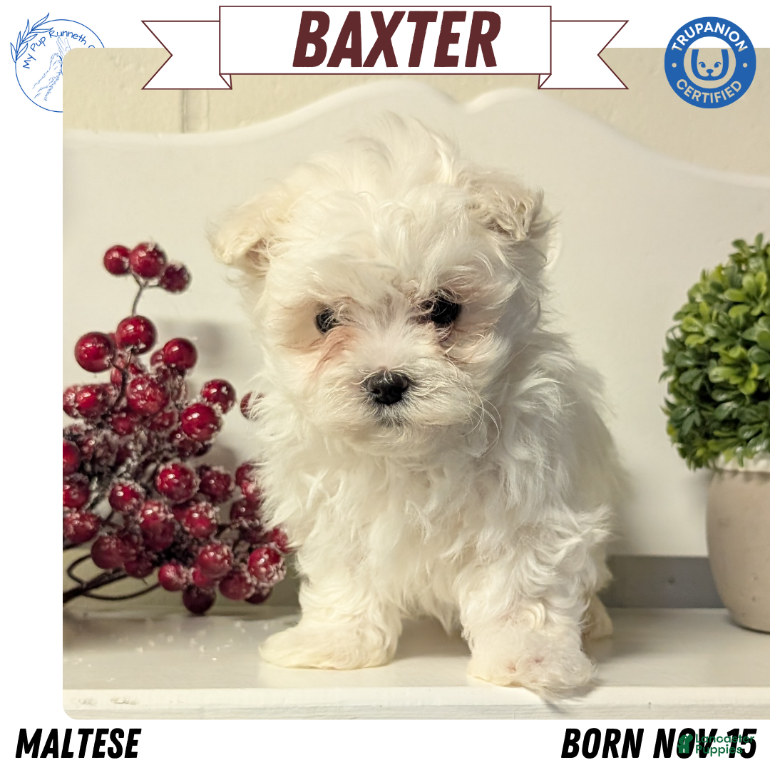 Maltese dogs Baxter  - Ad 3