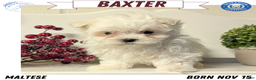 Maltese dogs for sale: Baxter  - Ad 1