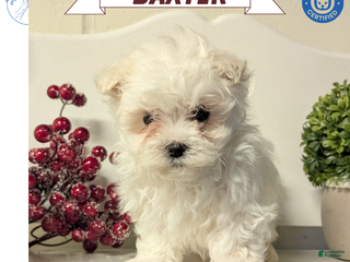 Maltese dogs Baxter - Ad 20