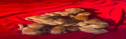Irish Setter dogs for sale: Irish Setter 2 - Ad 2