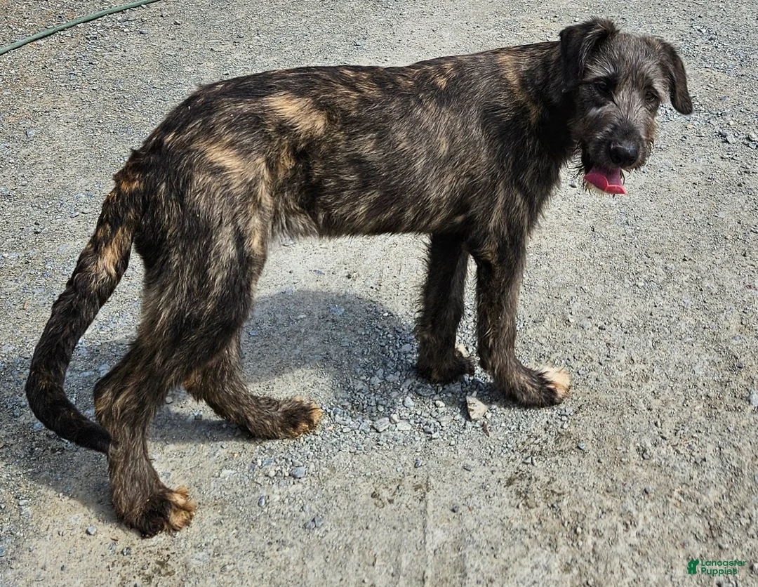 Irish Wolfhound dogs for sale: Irish Wolfhound Puppy 1 - Ad 1