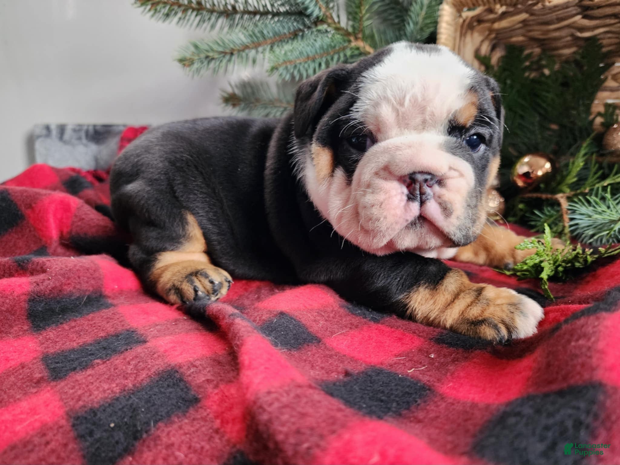 English Bulldog dogs Easton - Ad 28