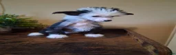 Chinese Crested dogs for sale: Flower - Ad 5