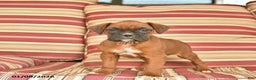 Boxer dogs for sale: Jet  - Ad 4