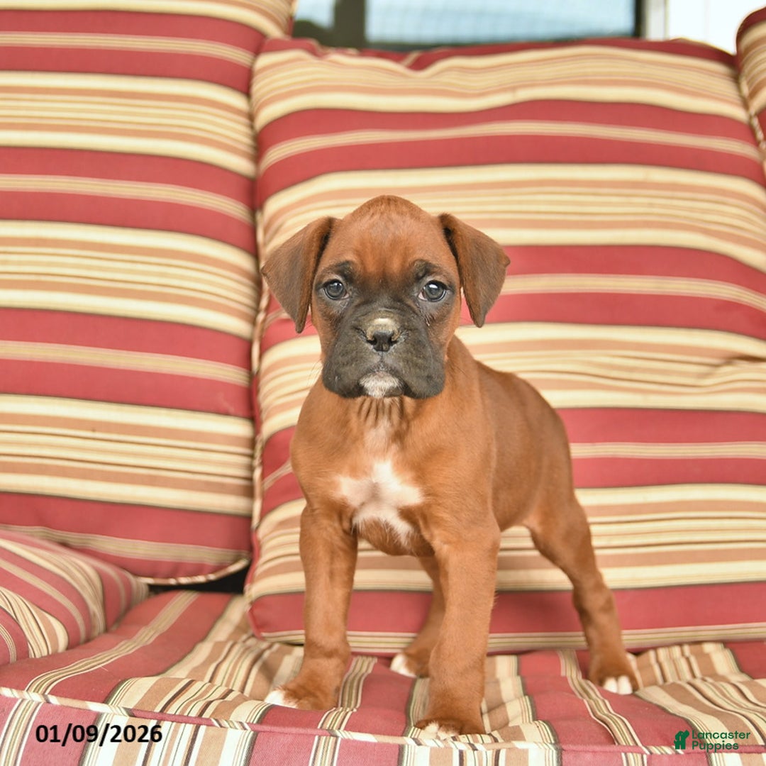 Boxer dogs for sale: Jet  - Ad 4