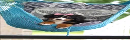 Bernese Mountain Dog dogs for sale: Lainey - Ad 2