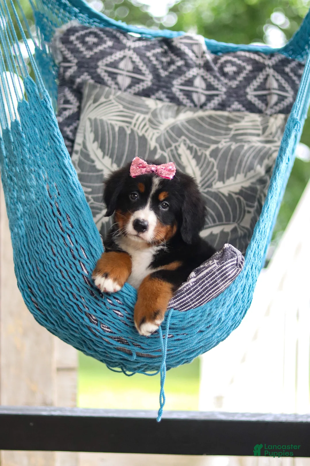 Bernese Mountain Dog dogs for sale: Lainey - Ad 2