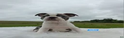 Boston Terrier dogs for sale: Niko - Ad 3