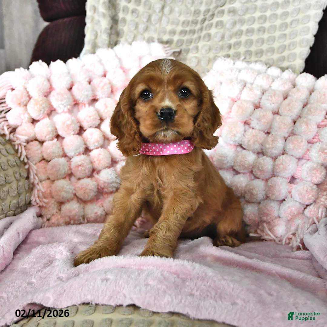 English Cocker Spaniel dogs for sale: SaraLyn - Ad 4