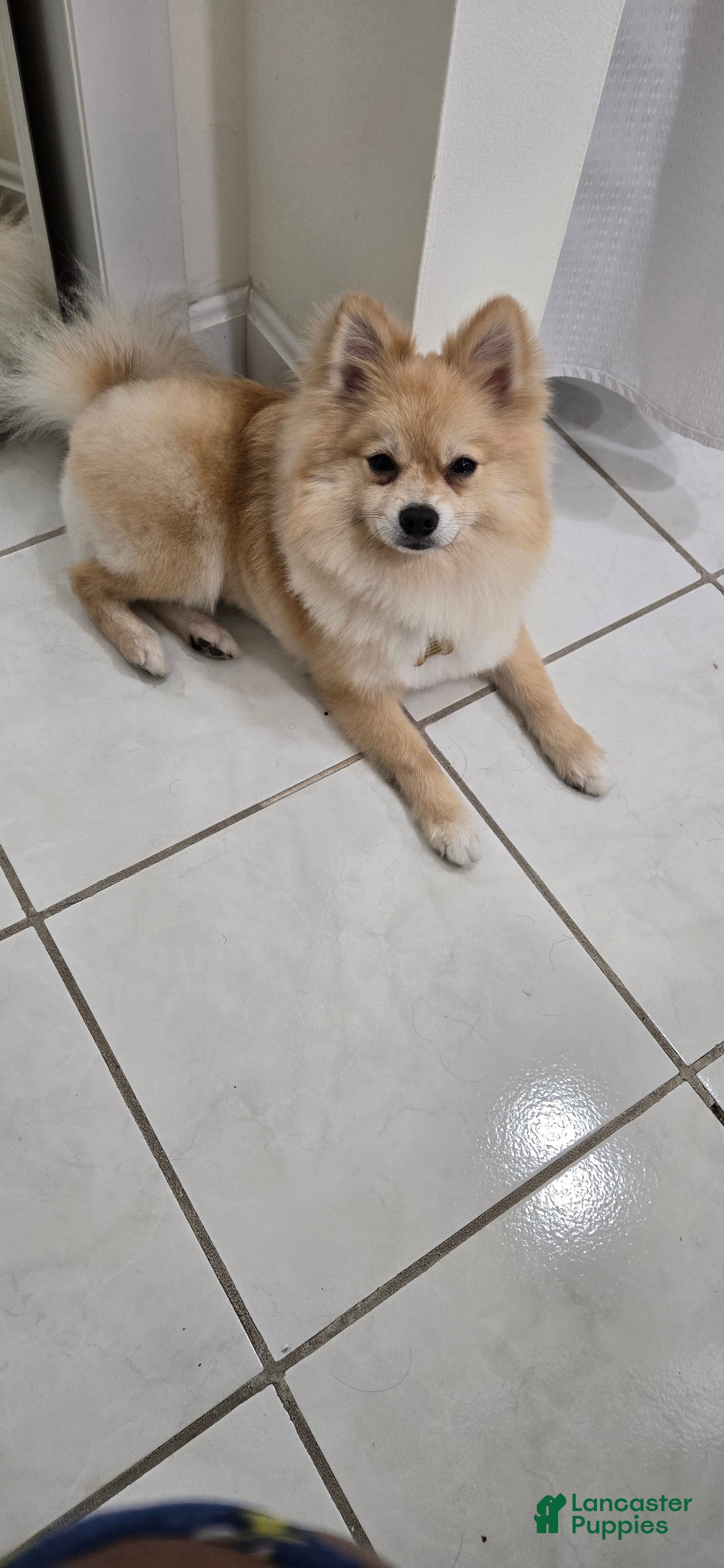 Pomeranian dogs Pomeranian  - Ad 20
