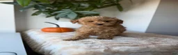 Maltipoo dogs for sale: Toby - Ad 4