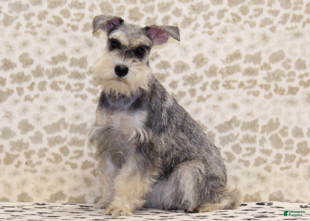 Miniature Schnauzer dogs for sale: Willow - Ad 5