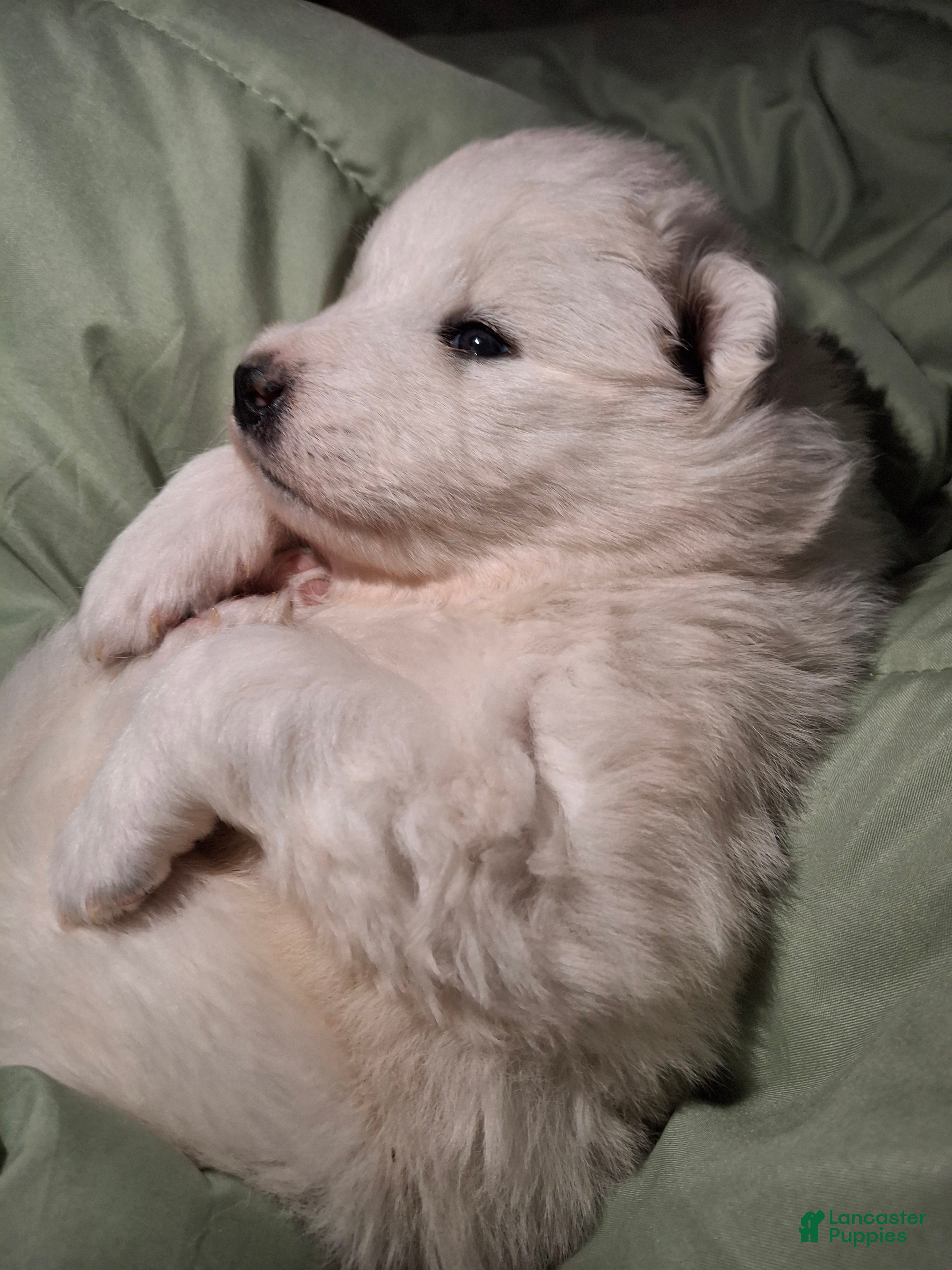 Samoyed dogs Samoyed Puppy 2 - Ad 19