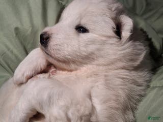 Samoyed dogs Samoyed Puppy 2 - Ad 15