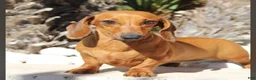 Dachshund dogs for sale: Dachshund Puppy 2 - Ad 2
