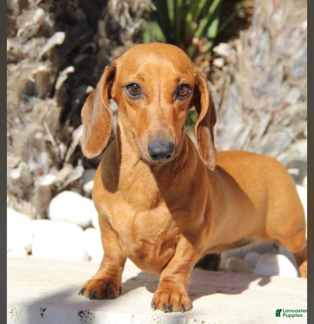 Dachshund dogs for sale: Dachshund Puppy 2 - Ad 2