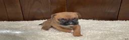 Boxer dogs for sale: Molly - Ad 22