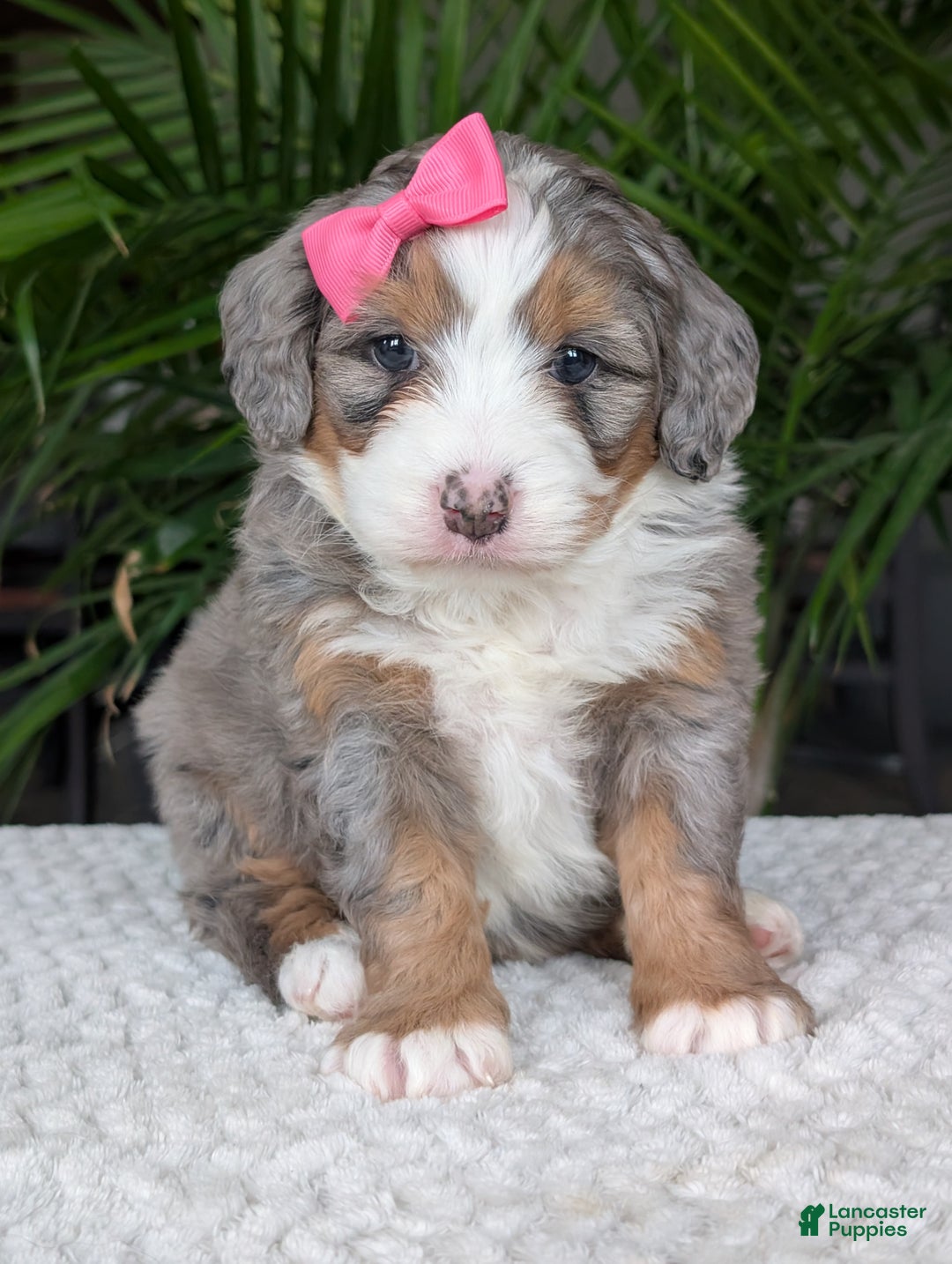 Mini Bernedoodle dogs for sale: Mini Allie  - Ad 12