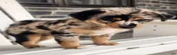 Mixed Breed dogs for sale: Girl - Ad 5