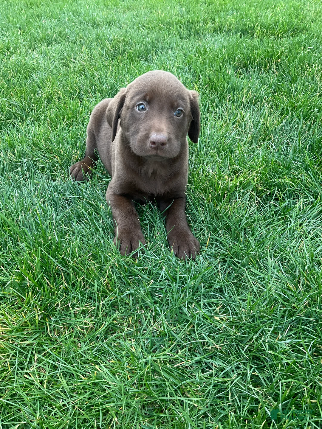 Labrador Retriever dogs for sale: George - Ad 4